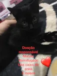Gato raça Sem raça definida idade Abaixo de 2 meses nome Gatinhos abandonados