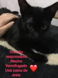Gato raça Sem raça definida idade Abaixo de 2 meses nome Gatinhos abandonados