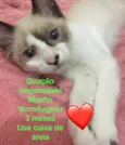 Gato raça Sem raça definida idade Abaixo de 2 meses nome Gatinhos abandonados