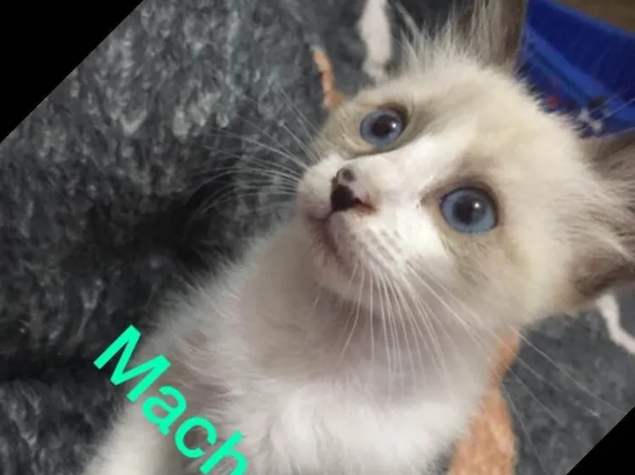 Gato raça Sem raça definida idade Abaixo de 2 meses nome Gatinhos abandonados