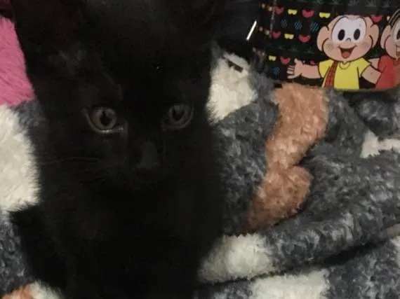 Gato raça Sem raça definida idade Abaixo de 2 meses nome Gatinhos abandonados