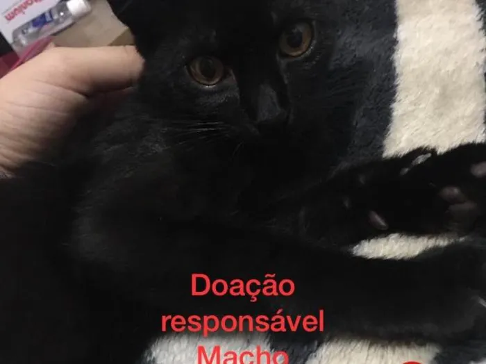 Gatinhos abandonados