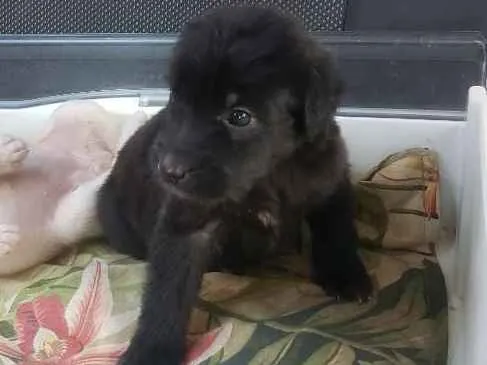 Cachorro ra a Vira lata  idade Abaixo de 2 meses nome Pérola