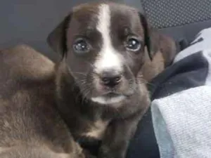 Cachorro raça Vira lata  idade Abaixo de 2 meses nome Cristal 