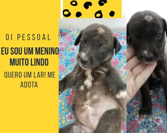 Cachorro ra a Vira lata  idade  nome Joaquim 