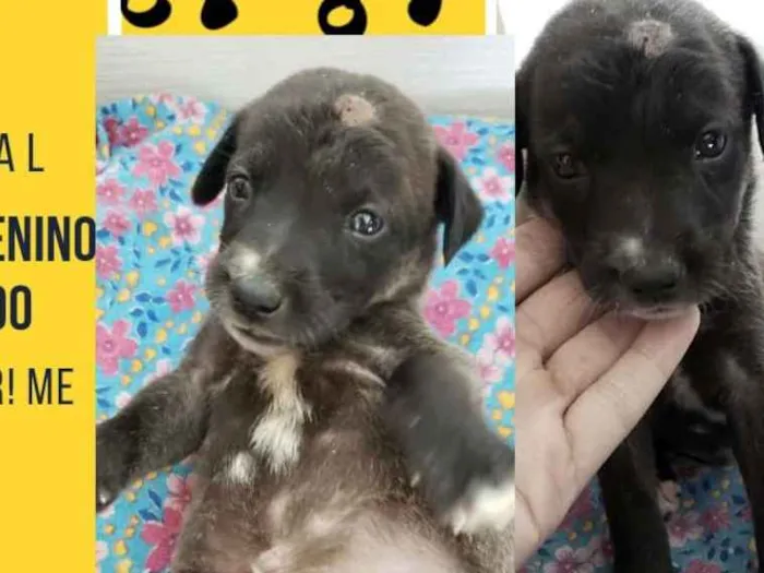 Cachorro ra a Vira lata  idade  nome Joaquim 