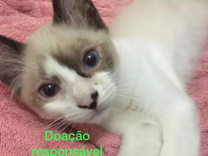 Gato raça Sem raça definida idade Abaixo de 2 meses nome Gatinhos abandonados