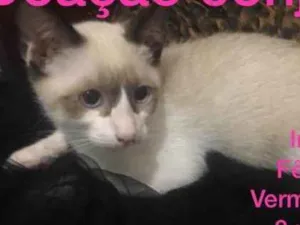 Gato raça Sem raça definida  idade 2 a 6 meses nome Abandonadas 