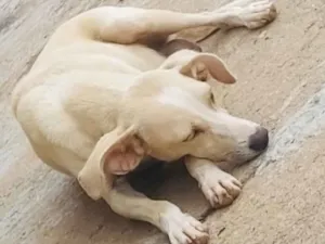 Cachorro raça SRD idade 1 ano nome Bel 