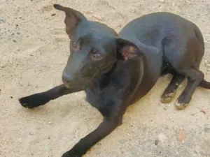 Cachorro raça SRD idade 1 ano nome Lola 