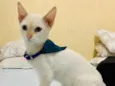 Floquinho 