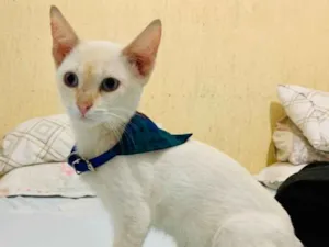 Gato raça SRD idade 2 a 6 meses nome Floquinho 