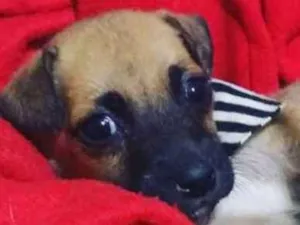 Cachorro raça SRD idade Abaixo de 2 meses nome BROWN