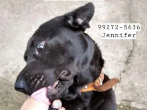 Cachorro raça sem raça idade 1 ano nome Fred