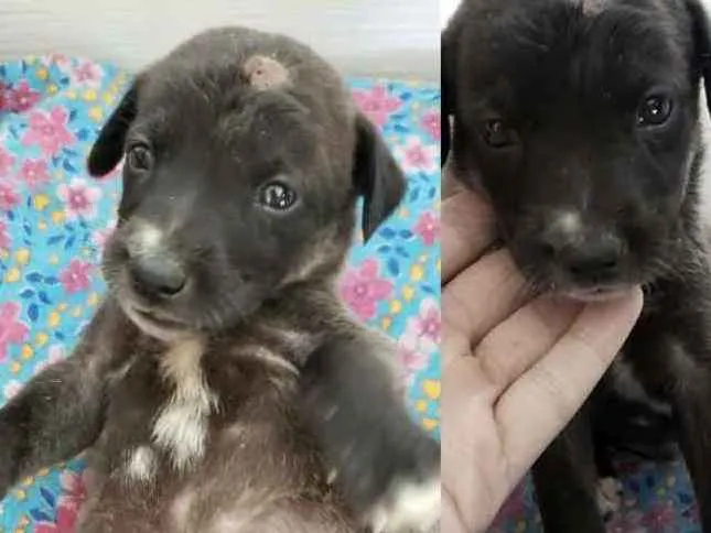 Cachorro ra a Vira lata  idade  nome Joaquim 