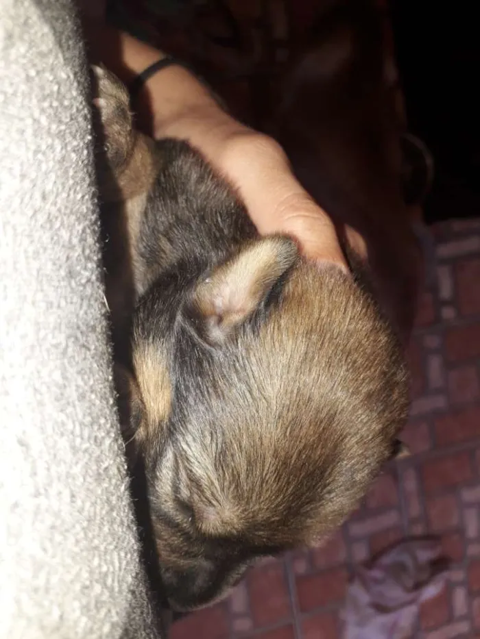 Cachorro raça Indefinida idade Abaixo de 2 meses nome Filhotes
