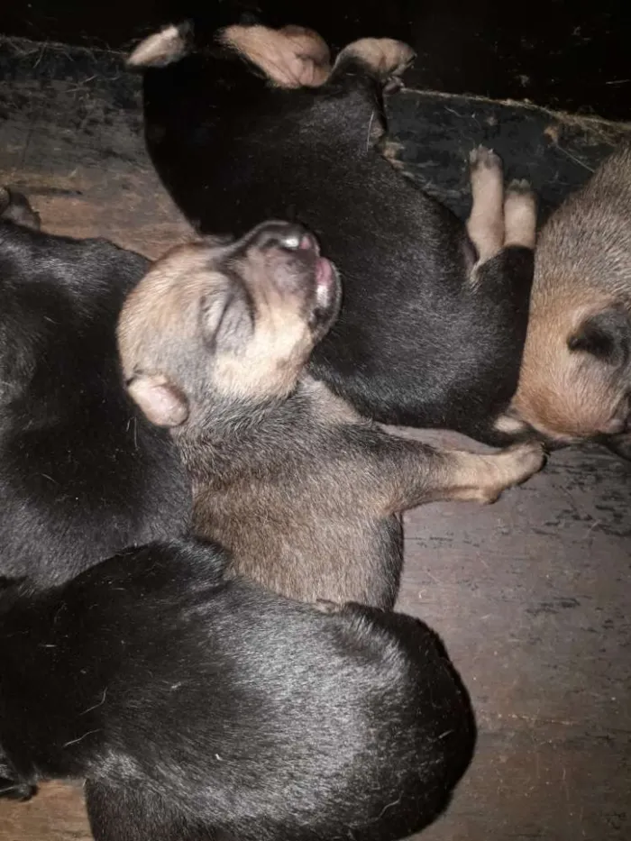 Cachorro raça Indefinida idade Abaixo de 2 meses nome Filhotes