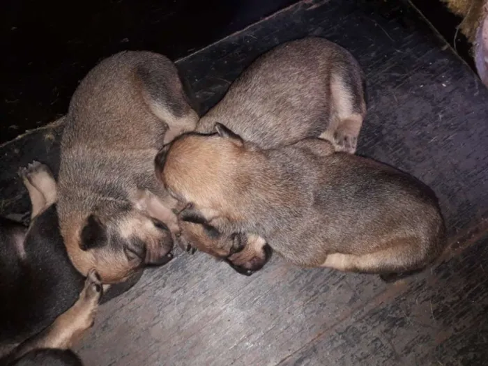 Cachorro raça Indefinida idade Abaixo de 2 meses nome Filhotes
