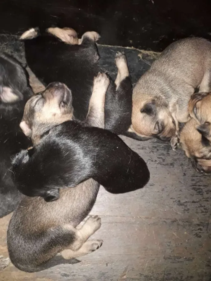 Cachorro raça Indefinida idade Abaixo de 2 meses nome Filhotes