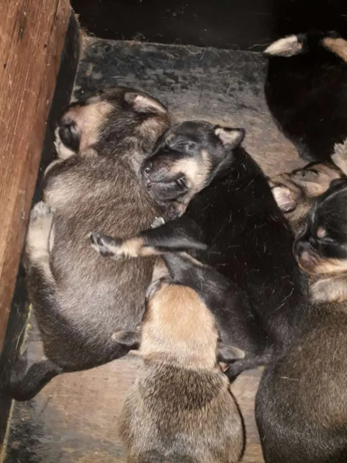 Cachorro raça Indefinida idade Abaixo de 2 meses nome Filhotes