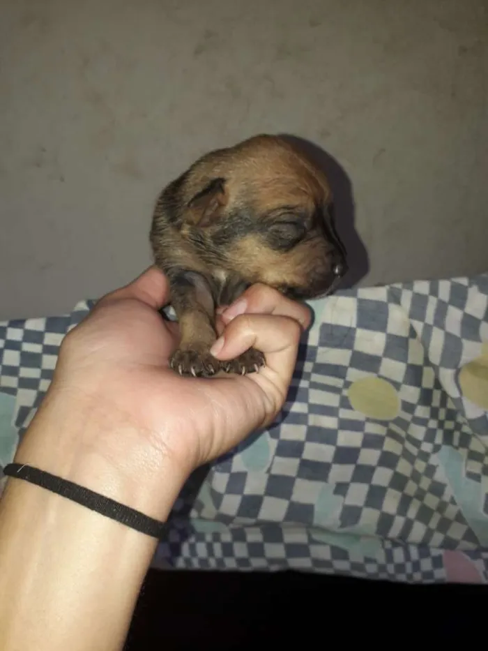 Cachorro raça Indefinida idade Abaixo de 2 meses nome Filhotes