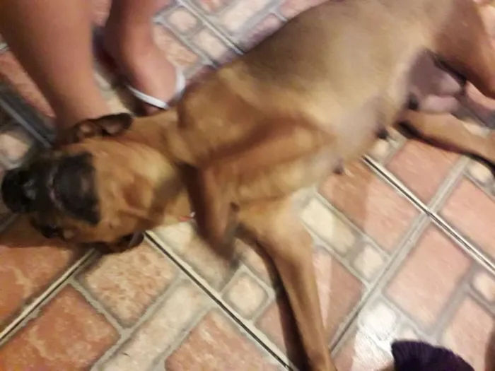 Cachorro raça Indefinida idade Abaixo de 2 meses nome Filhotes