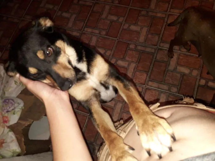 Cachorro raça Indefinida idade Abaixo de 2 meses nome Filhotes