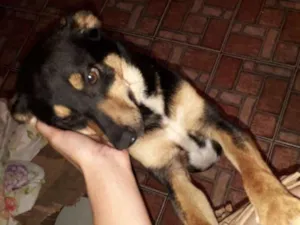Cachorro raça Indefinida idade Abaixo de 2 meses nome Filhotes