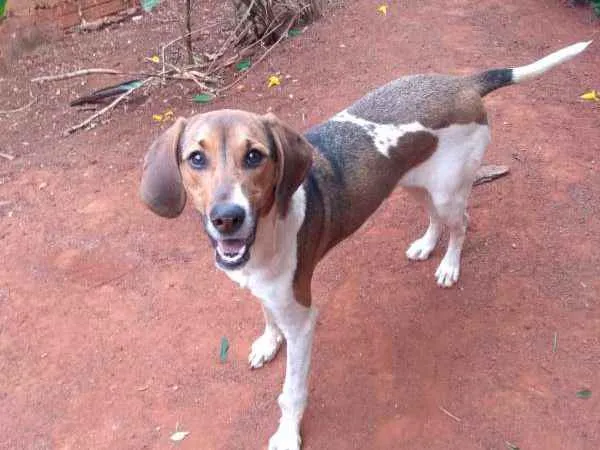 Cachorro ra a INDEFINIDA idade 7 a 11 meses nome kALY