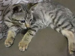 Gato raça Srd idade 2 a 6 meses nome Sem nome