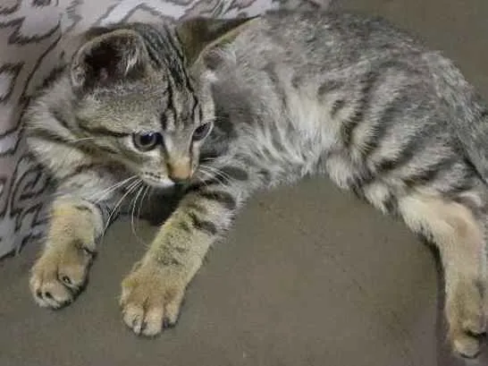 Gato ra a Srd idade 2 a 6 meses nome Sem nome