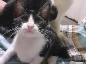Gato raça  idade 2 a 6 meses nome Bijunga