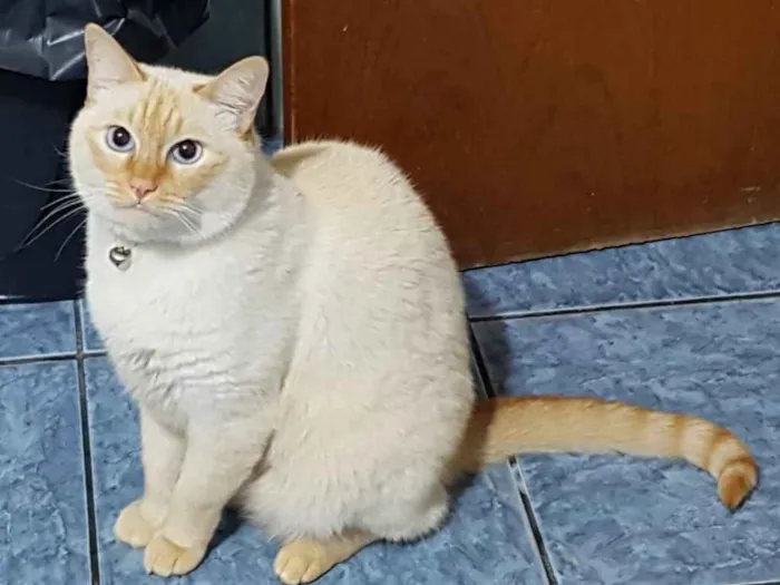 Gato ra a Siames red point  idade 6 ou mais anos nome Nero e irmão para ad