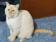 Nero e irmão para ad