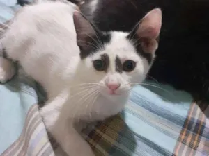 Gato raça  idade 2 a 6 meses nome Daumi