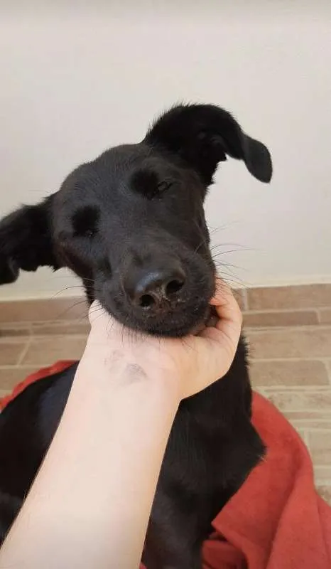 Cachorro ra a SRD idade 2 anos nome Cacau