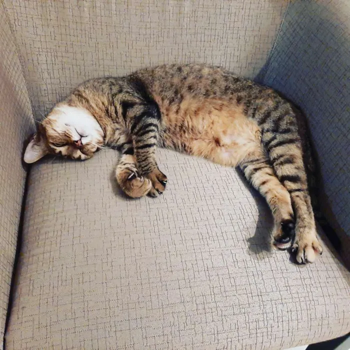 Gato ra a  idade 3 anos nome Jade