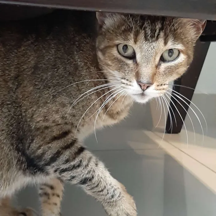 Gato ra a  idade 3 anos nome Jade