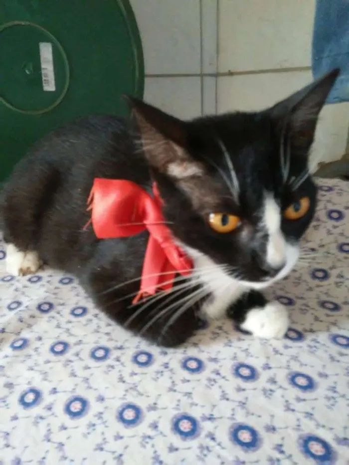 Gato ra a Misto idade 7 a 11 meses nome Frajola