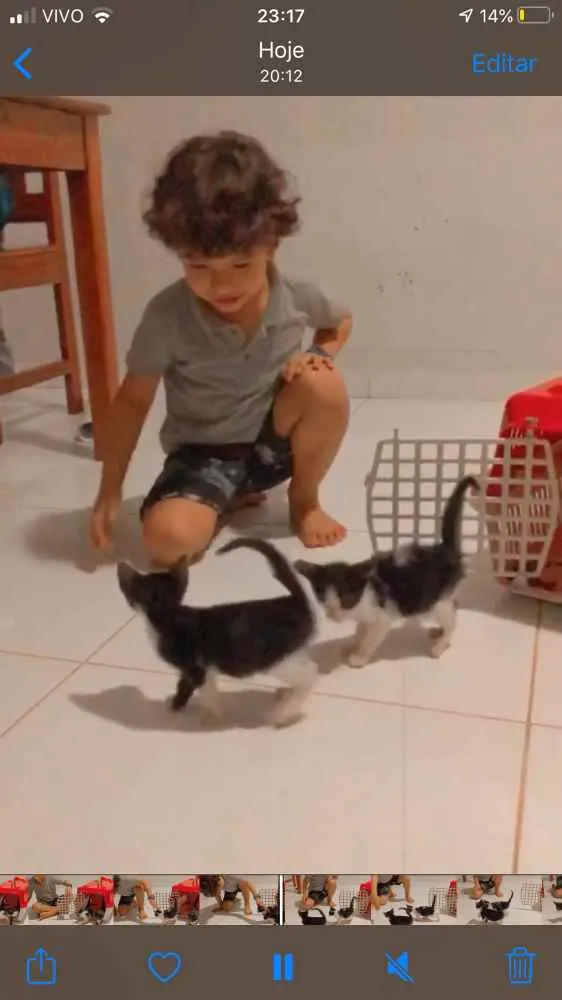 Gato ra a Não definida  idade Abaixo de 2 meses nome Não tem nome 