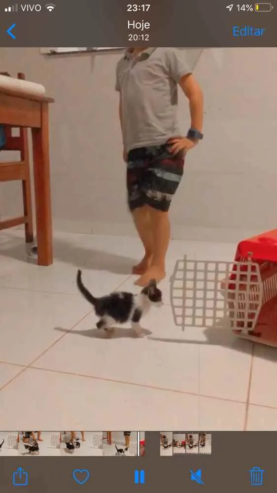 Gato ra a Não definida  idade Abaixo de 2 meses nome Não tem nome 