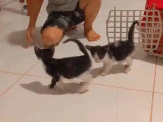 Gato ra a Não definida  idade Abaixo de 2 meses nome Não tem nome 