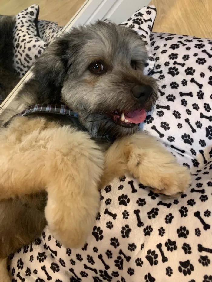 Cachorro ra a SRD idade 1 ano nome Baunilha