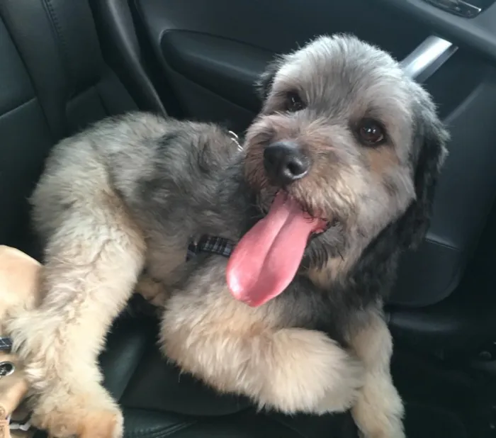 Cachorro ra a SRD idade 1 ano nome Baunilha