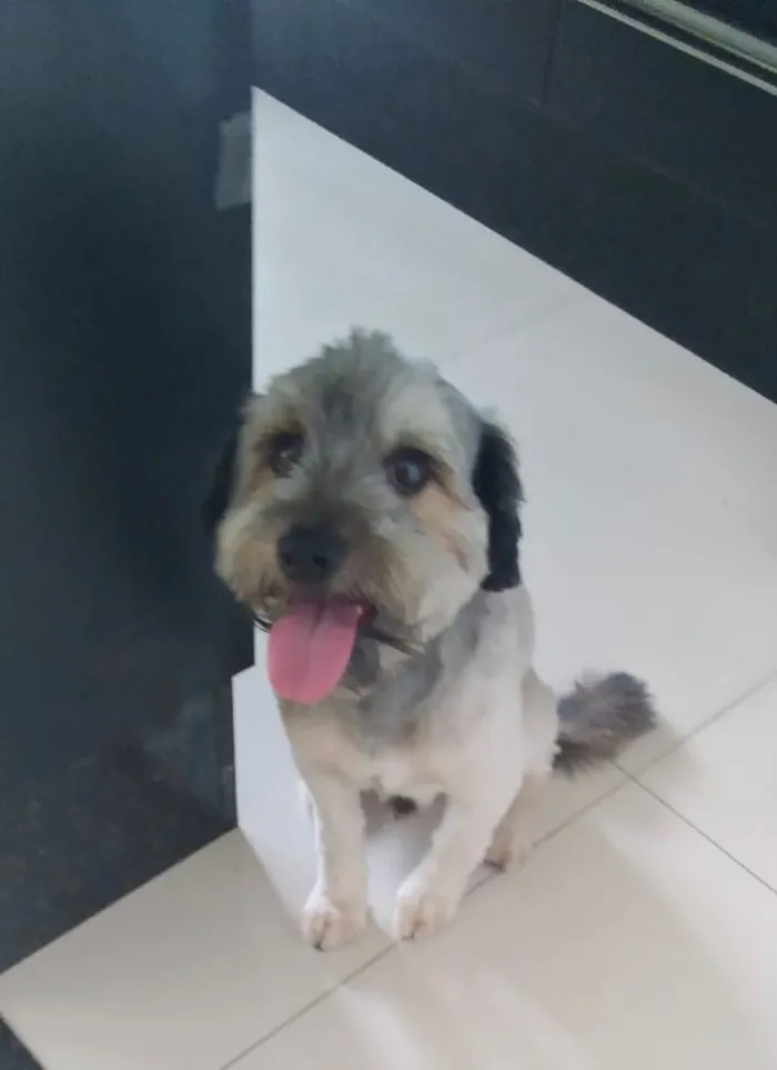 Cachorro ra a SRD idade 1 ano nome Baunilha