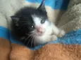 lala
