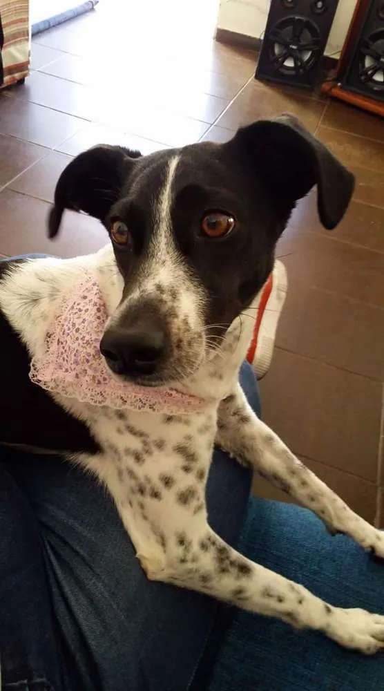 Cachorro ra a Srd idade 6 ou mais anos nome Lunna