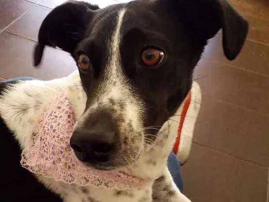 Cachorro ra a Srd idade 6 ou mais anos nome Lunna