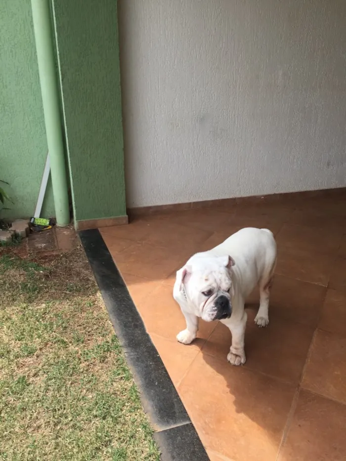 Cachorro ra a Buldogue inglês  idade 6 ou mais anos nome Thesen 