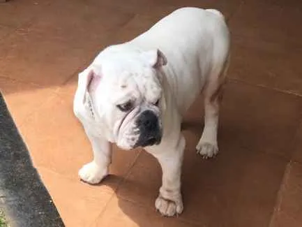 Cachorro ra a Buldogue inglês  idade 6 ou mais anos nome Thesen 